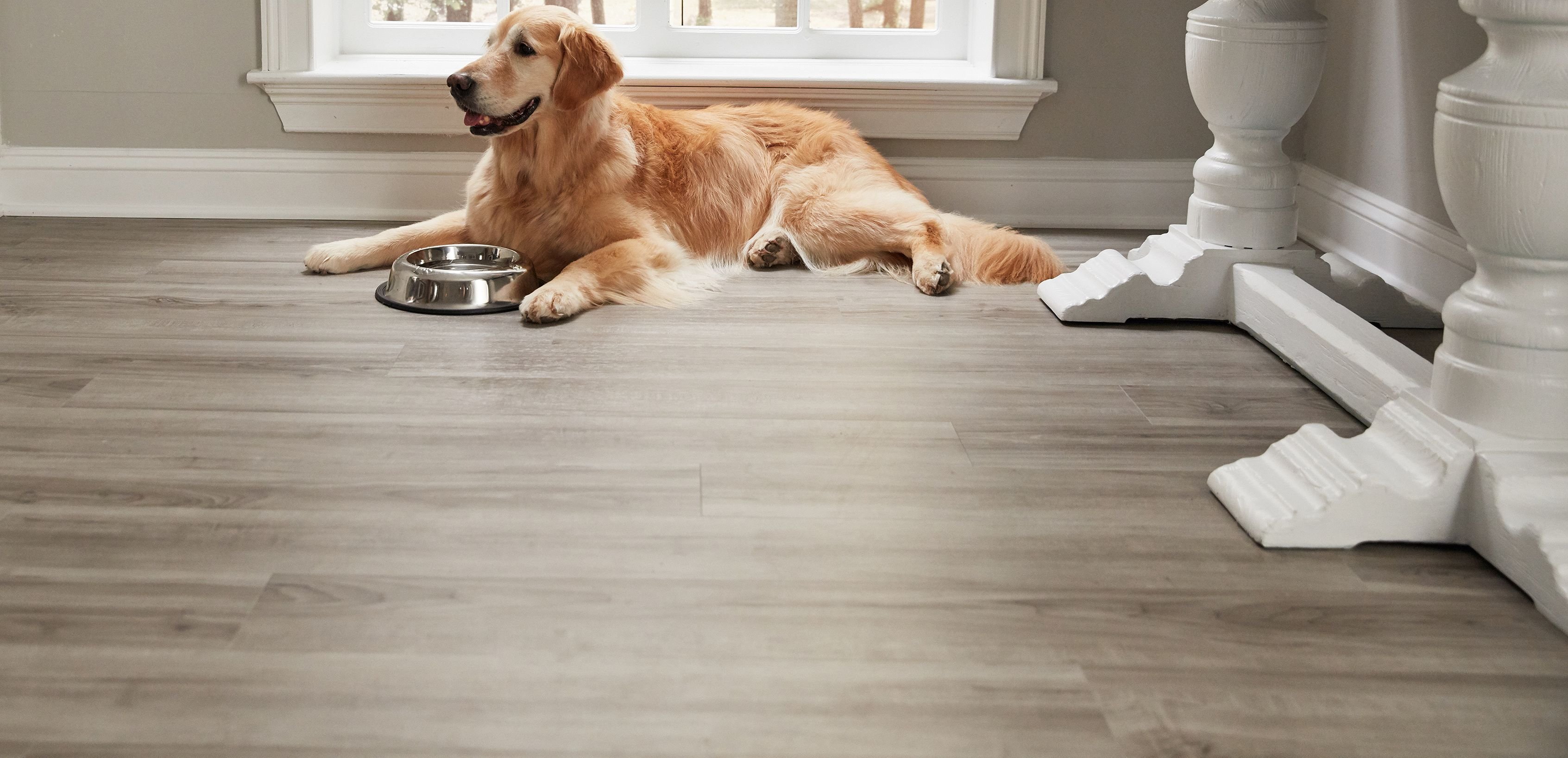 Golden retriever resting on vinyl floor