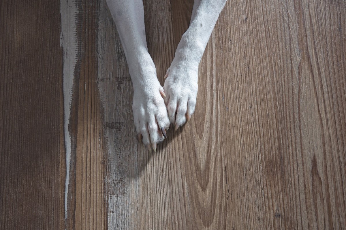 Dog's paws on sturdy hardwood flooring