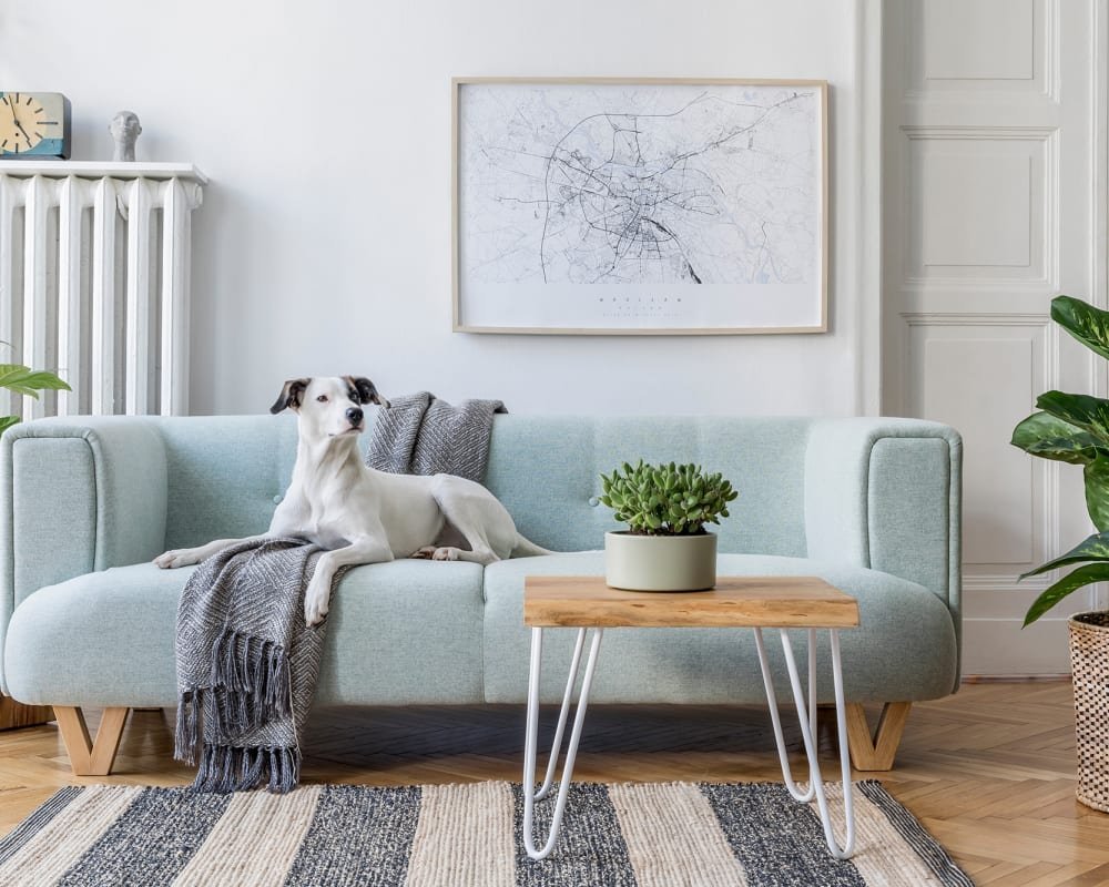 A living room with a dog on a light blue sofa